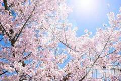 新潟デリヘル人妻不倫処　桃屋　新潟店(ヒトヅマフリンドコロモモヤ) みこと殿方の女神(48)の4月7日写メブログ「サクラ」