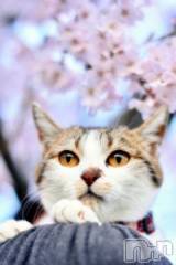 新潟デリヘル人妻不倫処　桃屋　新潟店(ヒトヅマフリンドコロモモヤ) みこと殿方の女神(48)の4月10日写メブログ「こんにちわ」