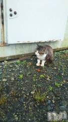 新潟デリヘル人妻不倫処　桃屋　新潟店(ヒトヅマフリンドコロモモヤ) みこと殿方の女神(48)の7月3日写メブログ「にゃん島」