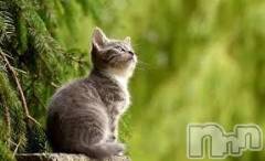 新潟デリヘル人妻不倫処　桃屋　新潟店(ヒトヅマフリンドコロモモヤ) みこと殿方の女神(48)の7月8日写メブログ「にゃんぱく宣言」