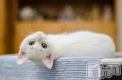 新潟デリヘル人妻不倫処　桃屋　新潟店(ヒトヅマフリンドコロモモヤ) みこと殿方の女神(48)の9月10日写メブログ「あっ」