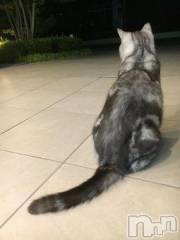 新潟デリヘル人妻不倫処　桃屋　新潟店(ヒトヅマフリンドコロモモヤ) みこと殿方の女神(48)の12月29日写メブログ「明日」