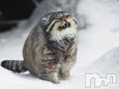 新潟デリヘル人妻不倫処　桃屋　新潟店(ヒトヅマフリンドコロモモヤ) みこと殿方の女神(48)の1月28日写メブログ「雪？」