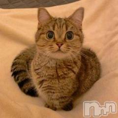 新潟デリヘル人妻不倫処　桃屋　新潟店(ヒトヅマフリンドコロモモヤ) みこと殿方の女神(48)の2月3日写メブログ「こんばんわ」