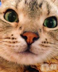 新潟デリヘル人妻不倫処　桃屋　新潟店(ヒトヅマフリンドコロモモヤ) みこと殿方の女神(48)の2月13日写メブログ「こんばんわ」