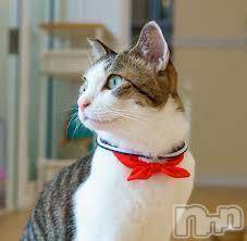 新潟デリヘル人妻不倫処　桃屋　新潟店(ヒトヅマフリンドコロモモヤ) みこと殿方の女神(48)の4月10日写メブログ「こんにちは」