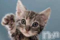 新潟デリヘル人妻不倫処　桃屋　新潟店(ヒトヅマフリンドコロモモヤ) みこと殿方の女神(48)の6月24日写メブログ「ちょっと愚痴」