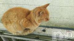 新潟デリヘル人妻不倫処　桃屋　新潟店(ヒトヅマフリンドコロモモヤ) みこと殿方の女神(48)の7月6日写メブログ「久しぶり」