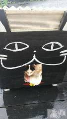 新潟デリヘル人妻不倫処　桃屋　新潟店(ヒトヅマフリンドコロモモヤ) みこと殿方の女神(48)の7月7日写メブログ「こんにちは」