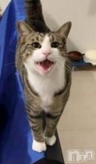 新潟デリヘル人妻不倫処　桃屋　新潟店(ヒトヅマフリンドコロモモヤ) みこと殿方の女神(48)の7月20日写メブログ「威圧感」