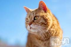 新潟デリヘル人妻不倫処　桃屋　新潟店(ヒトヅマフリンドコロモモヤ) みこと殿方の女神(48)の7月21日写メブログ「岩合さん」