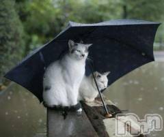 新潟デリヘル人妻不倫処　桃屋　新潟店(ヒトヅマフリンドコロモモヤ) みこと殿方の女神(48)の7月31日写メブログ「雨」