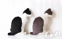 新潟デリヘル人妻不倫処　桃屋　新潟店(ヒトヅマフリンドコロモモヤ) みこと殿方の女神(48)の10月19日写メブログ「猫型クッション2」