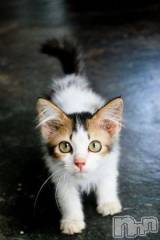 新潟デリヘル人妻不倫処　桃屋　新潟店(ヒトヅマフリンドコロモモヤ) みこと殿方の女神(48)の10月20日写メブログ「ズボラだね」