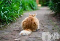 新潟デリヘル人妻不倫処　桃屋　新潟店(ヒトヅマフリンドコロモモヤ) みこと殿方の女神(48)の10月26日写メブログ「こんにちは」