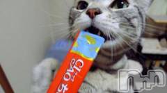 新潟デリヘル人妻不倫処　桃屋　新潟店(ヒトヅマフリンドコロモモヤ) みこと殿方の女神(48)の11月4日写メブログ「一位」