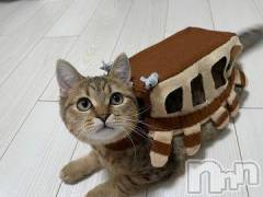 新潟デリヘル人妻不倫処　桃屋　新潟店(ヒトヅマフリンドコロモモヤ) みこと殿方の女神(48)の1月31日写メブログ「ありがとう」