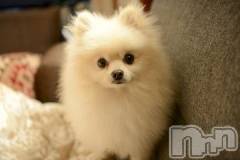 新潟デリヘル人妻不倫処　桃屋　新潟店(ヒトヅマフリンドコロモモヤ) みこと殿方の女神(48)の2月8日写メブログ「ポメ」