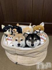 新潟デリヘル人妻不倫処　桃屋　新潟店(ヒトヅマフリンドコロモモヤ) みこと殿方の女神(48)の2月10日写メブログ「久しぶり」