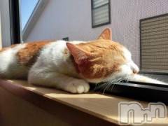 新潟デリヘル人妻不倫処　桃屋　新潟店(ヒトヅマフリンドコロモモヤ) みこと殿方の女神(48)の3月7日写メブログ「久しぶり」