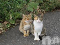 新潟デリヘル人妻不倫処　桃屋　新潟店(ヒトヅマフリンドコロモモヤ) みこと殿方の女神(48)の3月8日写メブログ「晴れた」