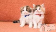 新潟デリヘル人妻不倫処　桃屋　新潟店(ヒトヅマフリンドコロモモヤ) みこと殿方の女神(48)の4月25日写メブログ「お願い」