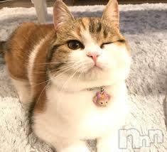 新潟デリヘル人妻不倫処　桃屋　新潟店(ヒトヅマフリンドコロモモヤ) みこと殿方の女神(48)の5月3日写メブログ「(笑)」