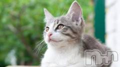 新潟デリヘル人妻不倫処　桃屋　新潟店(ヒトヅマフリンドコロモモヤ) みこと殿方の女神(48)の5月5日写メブログ「矛盾」