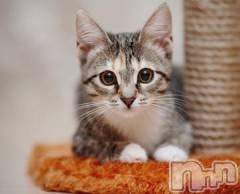 新潟デリヘル人妻不倫処　桃屋　新潟店(ヒトヅマフリンドコロモモヤ) みこと殿方の女神(48)の5月10日写メブログ「混み」