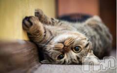 新潟デリヘル人妻不倫処　桃屋　新潟店(ヒトヅマフリンドコロモモヤ) みこと殿方の女神(48)の5月12日写メブログ「コローン」