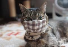 新潟デリヘル人妻不倫処　桃屋　新潟店(ヒトヅマフリンドコロモモヤ) みこと殿方の女神(48)の5月17日写メブログ「今月」