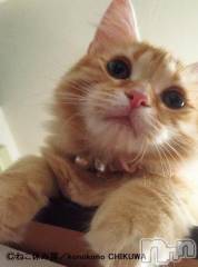 新潟デリヘル人妻不倫処　桃屋　新潟店(ヒトヅマフリンドコロモモヤ) みこと殿方の女神(48)の5月23日写メブログ「梅雨」