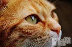 新潟デリヘル人妻不倫処　桃屋　新潟店(ヒトヅマフリンドコロモモヤ) みこと殿方の女神(48)の7月20日写メブログ「あ、暑い」