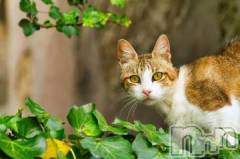 新潟デリヘル人妻不倫処　桃屋　新潟店(ヒトヅマフリンドコロモモヤ) みこと殿方の女神(48)の7月29日写メブログ「あぁ」