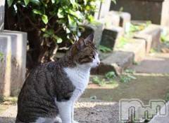 新潟デリヘル人妻不倫処　桃屋　新潟店(ヒトヅマフリンドコロモモヤ) みこと殿方の女神(48)の8月12日写メブログ「１３日って金曜日」