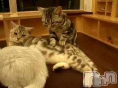 新潟デリヘル人妻不倫処　桃屋　新潟店(ヒトヅマフリンドコロモモヤ) みこと殿方の女神(48)の8月22日写メブログ「カレンダー」