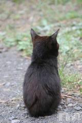 新潟デリヘル人妻不倫処　桃屋　新潟店(ヒトヅマフリンドコロモモヤ) みこと殿方の女神(48)の9月9日写メブログ「なんか」