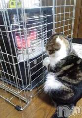 新潟デリヘル人妻不倫処　桃屋　新潟店(ヒトヅマフリンドコロモモヤ) みこと殿方の女神(48)の12月17日写メブログ「本当に」