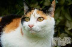 新潟デリヘル人妻不倫処　桃屋　新潟店(ヒトヅマフリンドコロモモヤ) みこと殿方の女神(48)の1月6日写メブログ「あけおめ」