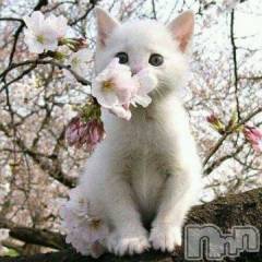 新潟デリヘル人妻不倫処　桃屋　新潟店(ヒトヅマフリンドコロモモヤ) みこと殿方の女神(48)の4月8日写メブログ「ほらほら」