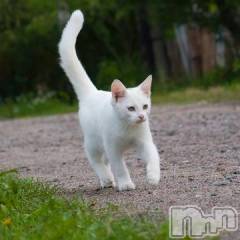 新潟デリヘル人妻不倫処　桃屋　新潟店(ヒトヅマフリンドコロモモヤ) みこと殿方の女神(48)の6月1日写メブログ「久しぶり」