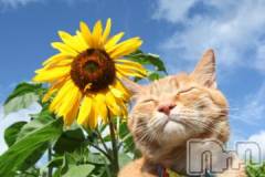 新潟デリヘル人妻不倫処　桃屋　新潟店(ヒトヅマフリンドコロモモヤ) みこと殿方の女神(48)の8月22日写メブログ「祝」