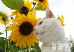 新潟デリヘル人妻不倫処　桃屋　新潟店(ヒトヅマフリンドコロモモヤ) みこと殿方の女神(48)の8月23日写メブログ「夏」