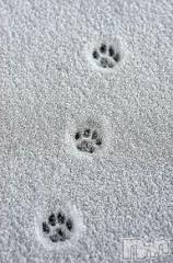 新潟デリヘル人妻不倫処　桃屋　新潟店(ヒトヅマフリンドコロモモヤ) みこと殿方の女神(48)の12月7日写メブログ「普通」