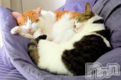 新潟デリヘル人妻不倫処　桃屋　新潟店(ヒトヅマフリンドコロモモヤ) みこと殿方の女神(48)の1月8日写メブログ「久しぶりな」