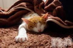 新潟デリヘル人妻不倫処　桃屋　新潟店(ヒトヅマフリンドコロモモヤ) みこと殿方の女神(48)の2月22日写メブログ「にゃんにゃんにゃんの日」