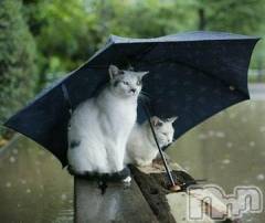 新潟デリヘル人妻不倫処　桃屋　新潟店(ヒトヅマフリンドコロモモヤ) みこと殿方の女神(48)の11月17日写メブログ「雨」