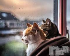 新潟デリヘル人妻不倫処　桃屋　新潟店(ヒトヅマフリンドコロモモヤ) みこと殿方の女神(48)の11月30日写メブログ「どーでもいい話」