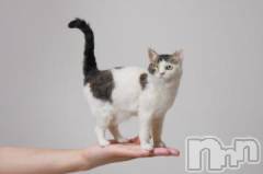 新潟デリヘル人妻不倫処　桃屋　新潟店(ヒトヅマフリンドコロモモヤ) みこと殿方の女神(48)の12月14日写メブログ「フェルト」