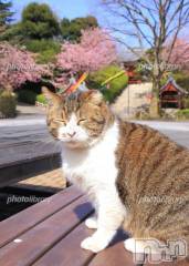 新潟デリヘル人妻不倫処　桃屋　新潟店(ヒトヅマフリンドコロモモヤ) みこと殿方の女神(48)の3月15日写メブログ「春」